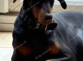 Doberman bitch