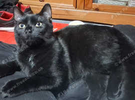 Missing kitten