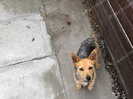 Australian terrier cross Jack Russell