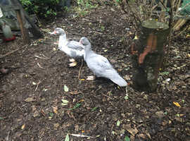 Ducks