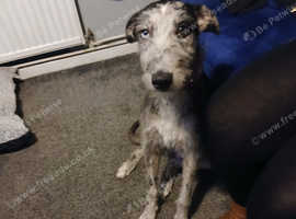 Male merlin grey hound x lurcher