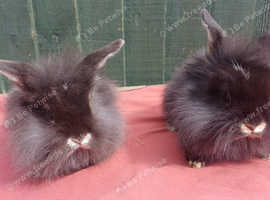 Lionhead x mini lops