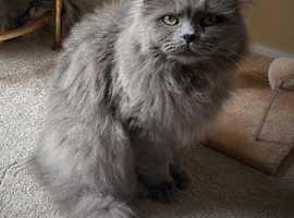 Missing British longhair