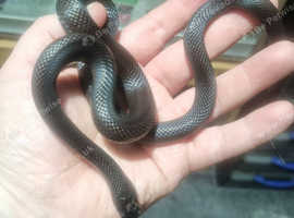 Mexican Black Kingsnake