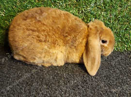 Feeder rabbits hotsell for sale