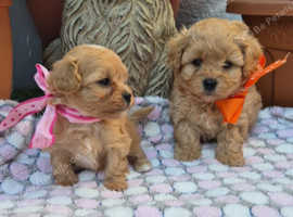 5  tiny Maltipoo's puppy's