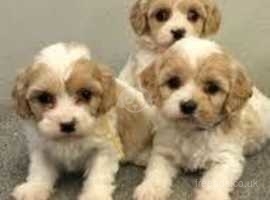 Find Cavachon Dogs Cavalier King Charles Spaniel Cross