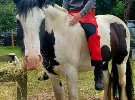Hacking cob 15hh piebald gelding