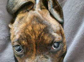 Male puppy Boxwelier sold