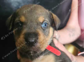 Rottweiler x staffy