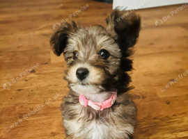 12 week jackapoo girl