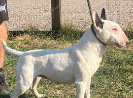Kc registered English bull terrier bitch