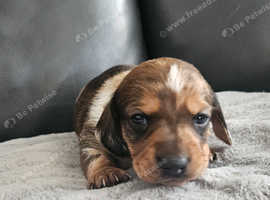 Dachshund puppies (varied prices.)