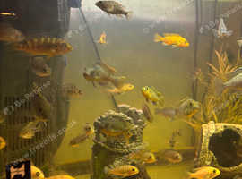 Malawi cichlids