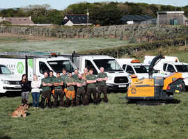Trusted Belfast Tree Surgeons for Quality Care
