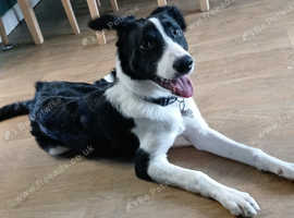 Male Border Collie