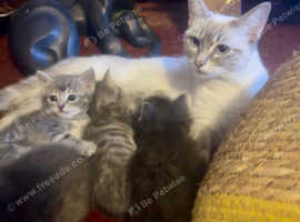 Ragdoll x bengal kittens