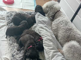 Bedlington Terrier pups for sale