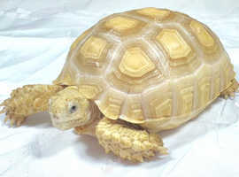 Tortoises Available