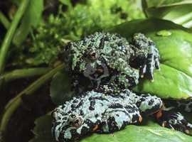 Blue and Green Fire Belly Toads