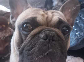 KC registered French Bulldog