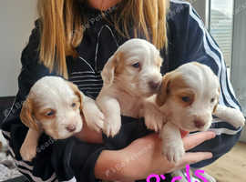 Beautiful cockerspaniels