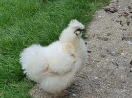 Young Silkie Chicken