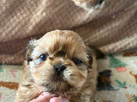 Shihtzu pups ready now