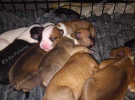 Healthy 1 week Staffordshire bull terriers for sale-Carrickfergus