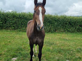 Well bred irish sports horse colt