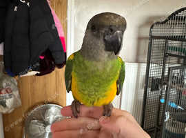 Senegal parrot