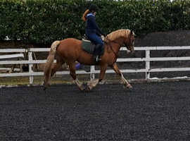 Chestnut sec d mare 7years old 14.1 approx