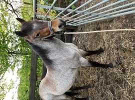3 year old geldings