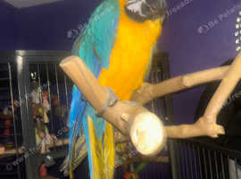 6 year old macaw