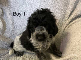 Spanish water dogs for sale