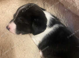 7 week Jack Russell puppy male last one needing a home