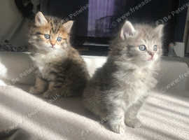 STUNNING bobtail x scottish fold kittens available'