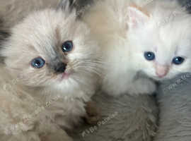 persian x ragdoll