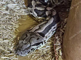 Dumeril Boa Female (FF)