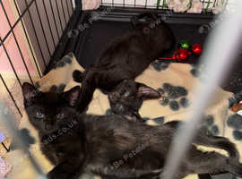 siamese cross kittens