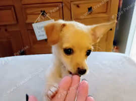 Male chipoo pups ready for forever homes