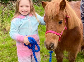 Flossie A Lovely Companion