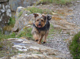 KB - adventure walks and other pet services in West Lothian.