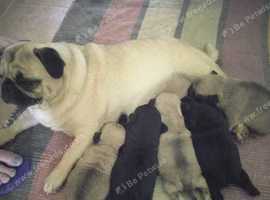 Fat pugs hot sale for sale