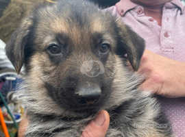 Beautiful German Shepherd Puppies For Sale in Ebbw Vale NP23 on Freeads ...