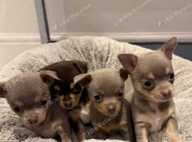 Beautiful Chihuahua Puppies - 5 weeks old