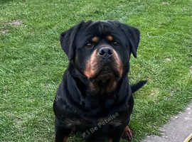 Female Rottweiler