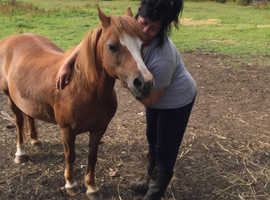 Section A strawberry roan