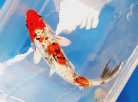 koi carp from £5 beautiful colours