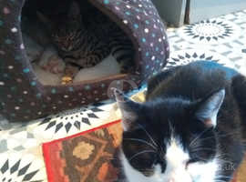 LITTER OF 3 KITTENS READY FOR CARING NEW HOMES
